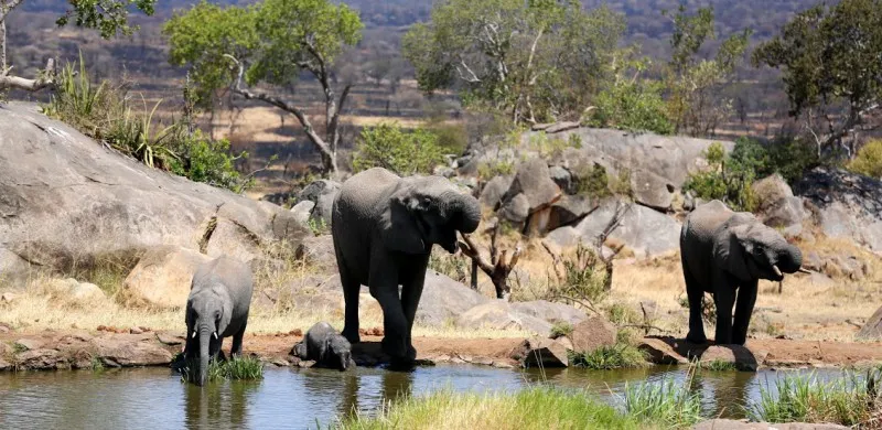 Trip-conference in Tanzania